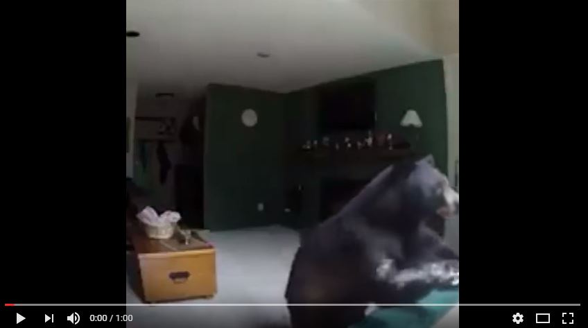 Bear Breaks Into Vail Home Plays The Piano And Its All On Video